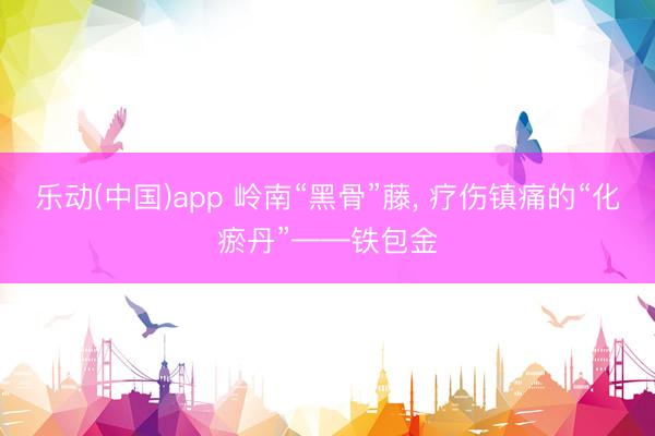 乐动(中国)app 岭南“黑骨”藤， 疗伤镇痛的“化瘀丹”——铁包金